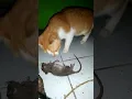 Download Lagu Kucing Vs Tikus