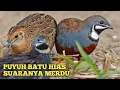 Download Lagu Burung puyuh batu hias gacor suaranya sangat merdu Download Lagu Burung puyuh batu hias gacor suaranya sangat merdu