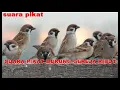 Download Lagu SUARA PIKAT BURUNG GEREJA RIBUT AMPUH UNTUK PIKAT