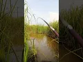 Download Lagu Mancing ikan nila di spot liar #mancingmania #mancingikannila #mancingliar #mancingnila #fishing