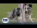 Best of 2023 Masters Agility Championships from Westminster Kennel Club FOX Sports