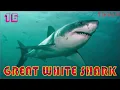 Top 20 Most Deadliest Animal in the World in 2021