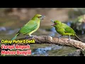 Download Lagu Gabungan pancingan cucak hijau agar emosi + masteran cucak hijau terbaik untuk Hasil Maksimal!