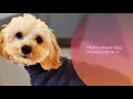 Dog Onesie - An Alternative To Cones