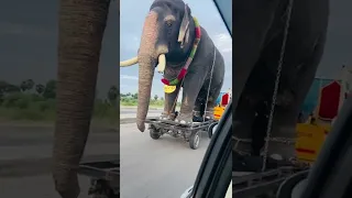 Oru Second La Emandhuten Unmaiyana Elephant Nu Viralshorts  Oru Second La Emandhuten Unmaiyana Elephant Nu Viralshorts
