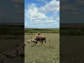 Download Lagu Topi Antelope Confronts Two Cheetahs in a Tense Standoff #animals #wildlife #predatorvsprey #cheetah