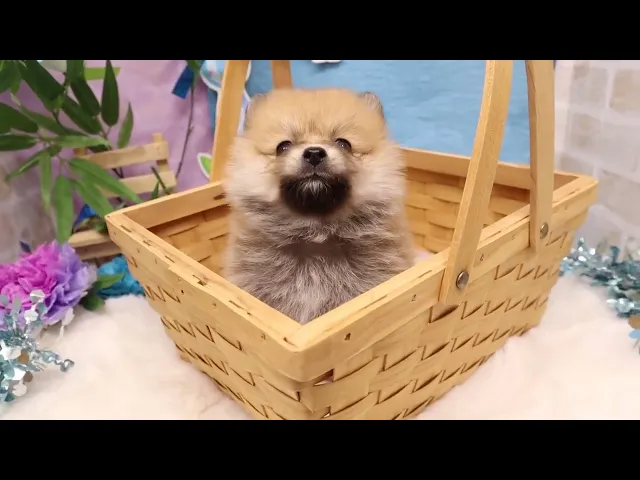 動画