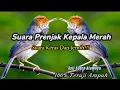 Download Lagu Suara Pikat Prenjak Kepala Merah Cukup 5 Menit Auto Ngumpul || Buktikan Sendiri‼️