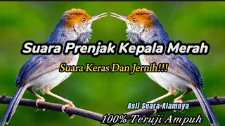 Download Suara Pikat Prenjak Kepala Merah Cukup 5 Menit Auto Ngumpul || Buktikan Sendiri‼️ MP3