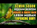 Lagu Bikin jebol birahi‼️ Pancingan sogon agar emosi bunyi gacor