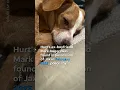 AZ woman reunited with stolen dog after nearly a year missing