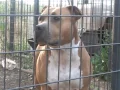 Mugleston s X Skyelines Savannah