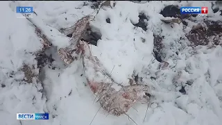 В Калачинском районе найден владелец незаконного скотомогильника