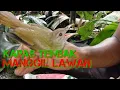 Download Lagu suara jitu untuk pikat kapas tembak