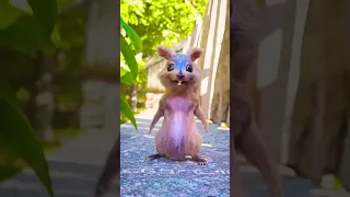 سنجاب سنجاب هديه Squirrfw قطة صغيرة حيوان متكلم مزرعة الحيوانات 