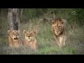 Lagu Discovery Channel Brothers In Blood The Lions Of Sabi Sand HDTV x264 CBFM