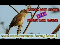 Download Lagu seperti ini ternyata suara kerakbasi besar/kerakbasi ramai..