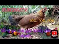 Download Lagu @Tiếng gà mái rừng rạc kêu gọi trống mùa sinh sản