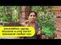 ​ഗ്രാമ്പൂ, കറുവപ്പട്ട, ജാതി, കുരുമുളക്ഇ നി ഇവയൊന്നും വേണ്ട! ഈ ഒരു ഇല മതി!  #allspice #mangomeadows