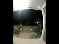 Deer Eating Dahlias