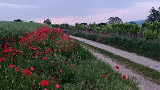 Red Poppies Along the Country Road Dusk 4K Color Therapy 10 Min Calm Breathe