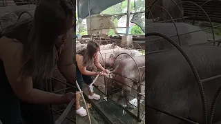 Mother Pigs Work Farmer Pig Hogger Pigbreeding Farming Pigfarming Animals Farmlife 