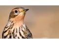 Download Lagu Red-throated Pipit birds in autumn