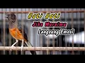 Download Lagu MURAI BETINA PANCINGAN PENGGACOR JITU MURAI JANTAN MALAS BUNYI‼️KRETEKAN KERAS BETINA GACOR FIGHTER