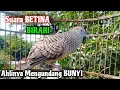 Lagu Suara Perkutut BETINA BIRAHI Mengundang BUNYI || The female turtle dove calls the male