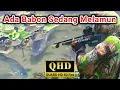 Download Lagu Melipir sungai dan rawa mencari ikan nila ekor merah