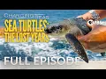 Download Lagu Sea Turtles: The Lost Years - Full Episode