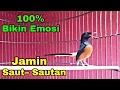 Download Lagu Pancingan murai  batu  JAMIN Bikin emosi Langsung SAUT SAUTAN
