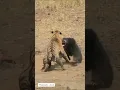 Download Lagu Tiger Vs Bear