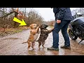 Twee puppy's smeken een vrouw om hulp – wat ze vervolgens aantrof, schokte de hele wereld.