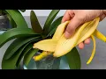 Download Lagu Kamu cuma butuh 1 pisang! Anggreknya bakal berbunga sepanjang tahun tanpa layu!