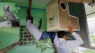 One More Grey Parrot Breeding Pair Gets Their New Home At Parrot Dipankar New Farm.