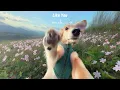 playlist | 아침을 부드럽게 여는 Morning Calm Pop | ✨ Cozy Soft Acoustic