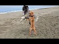 Purebred Pitbull Versus American Akita