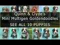 Quinn and Clydes Mini Multigen Double Doodles from Lakeshore Doodles