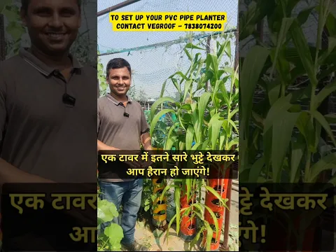 घर की छत पर भुट्टा उगाने का कमाल तरीका! 🌽 PVC Garden 🌽 #shorts #home #balconygarden