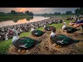 Lagu Inside the Rural Muscovy Duck Farm: Secrets of Organic Breeding for Eggs and Meat Quality