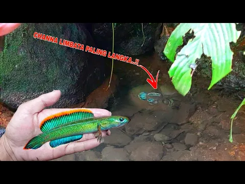 Download MP3 REZEKI NOMPLOK..!! Channa Limbata Langka Berhasil Ditemukan || Tempat Berburu Ikan Channa Limbata
