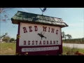 redwing