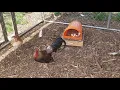 Gamefowl brood pens