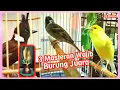 Download Lagu 3 Masteran Wajib Andalan Burung Juara