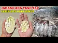 Download Lagu UMPAN KESUKAAN IKAN NILA LIAR‼️LEBIH JITU DARI LUMUT