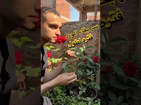 الاحفاظ بالورد فتره اطول🌹!! #اكسبلور #نباتي #تحفيز #زراعت #جامعة #bac
