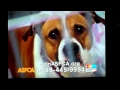 Sad ASPCA Commercial May 2012 Roberta Flack First time Ever Saw your Face
