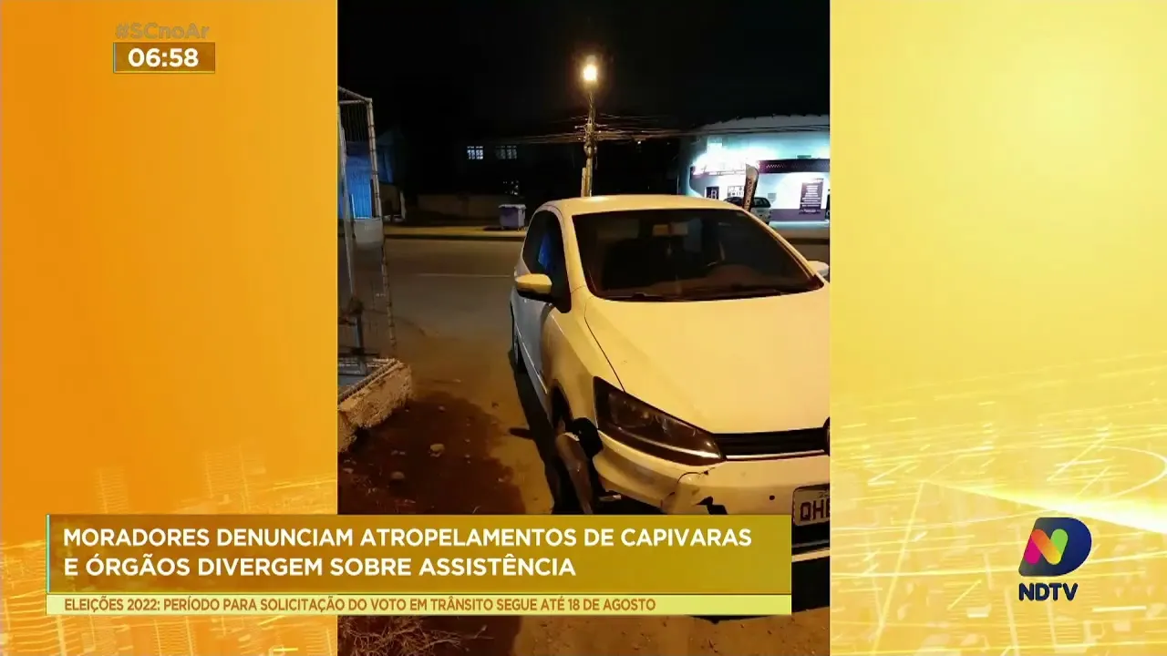 Moradores denunciam atropelamentos de capivaras e órgãos divergem sobre assistência