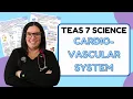 2025 ATI TEAS 7 Science Anatomy and Physiology Cardiovascular System with Nurse Cheung